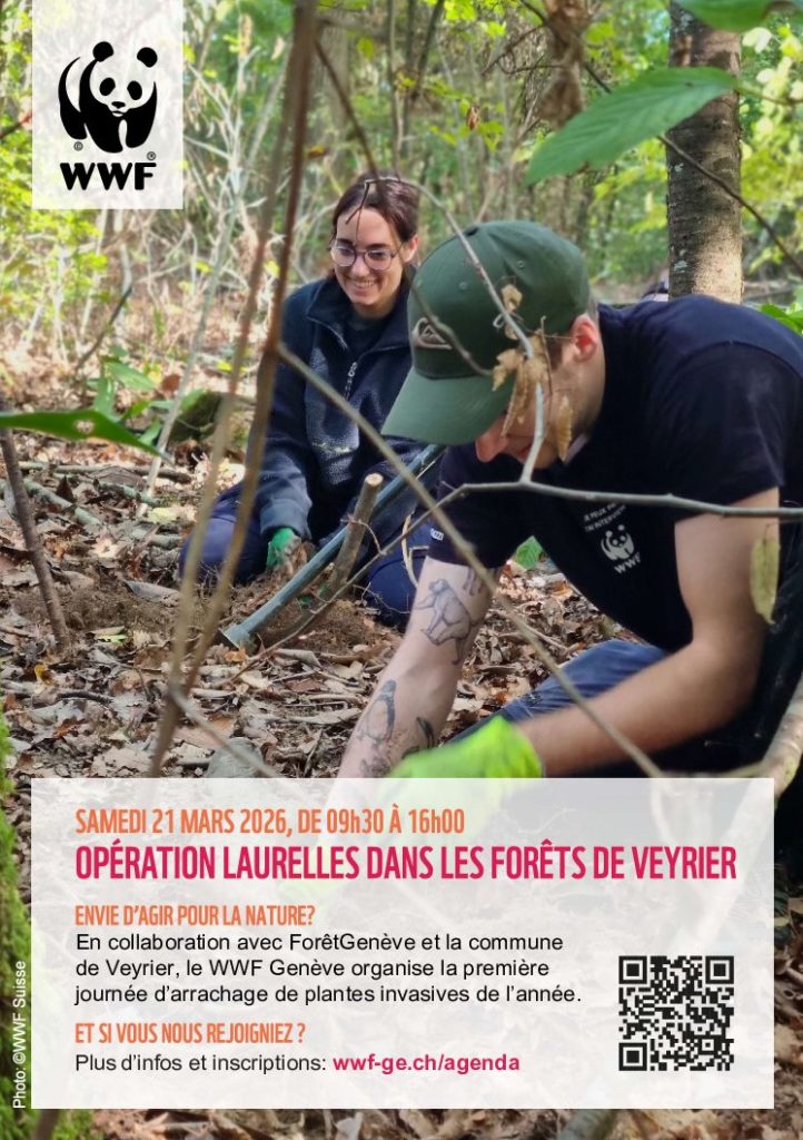 Flyer laurelles Fév 26 A5 PDF